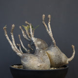 P.グラキリス 1256