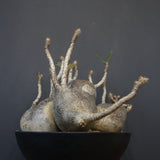 P.グラキリス 1256