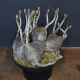 P.グラキリス 1256