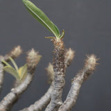 P.グラキリス 1256