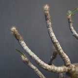 P.グラキリス 1256