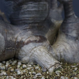 P.グラキリス 1256