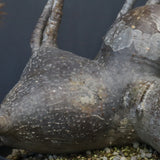 P.グラキリス 1256