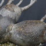 P.グラキリス 1256