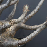 P.グラキリス 1256