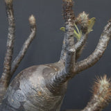 P.グラキリス 1256