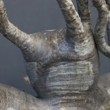 P.グラキリス 1256