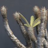 P.グラキリス 1256