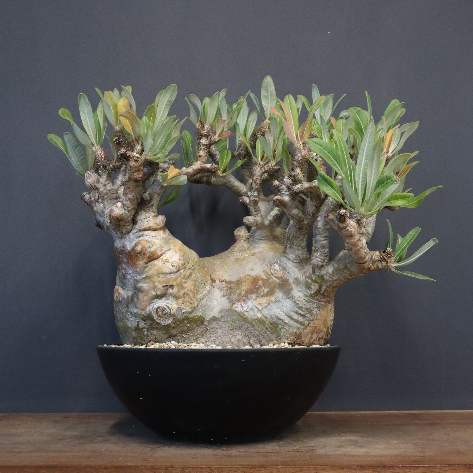 アツ　グラキリス P.グラキリス 1289 – TaiShoDo ONLINE SHOP