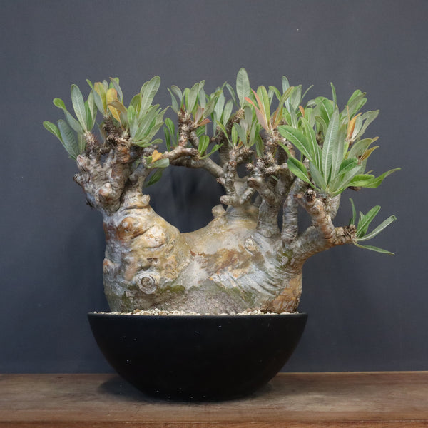 塊根植物 – 2ページ目 – TaiShoDo ONLINE SHOP