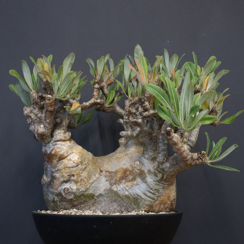 P.グラキリス 1289 – TaiShoDo ONLINE SHOP