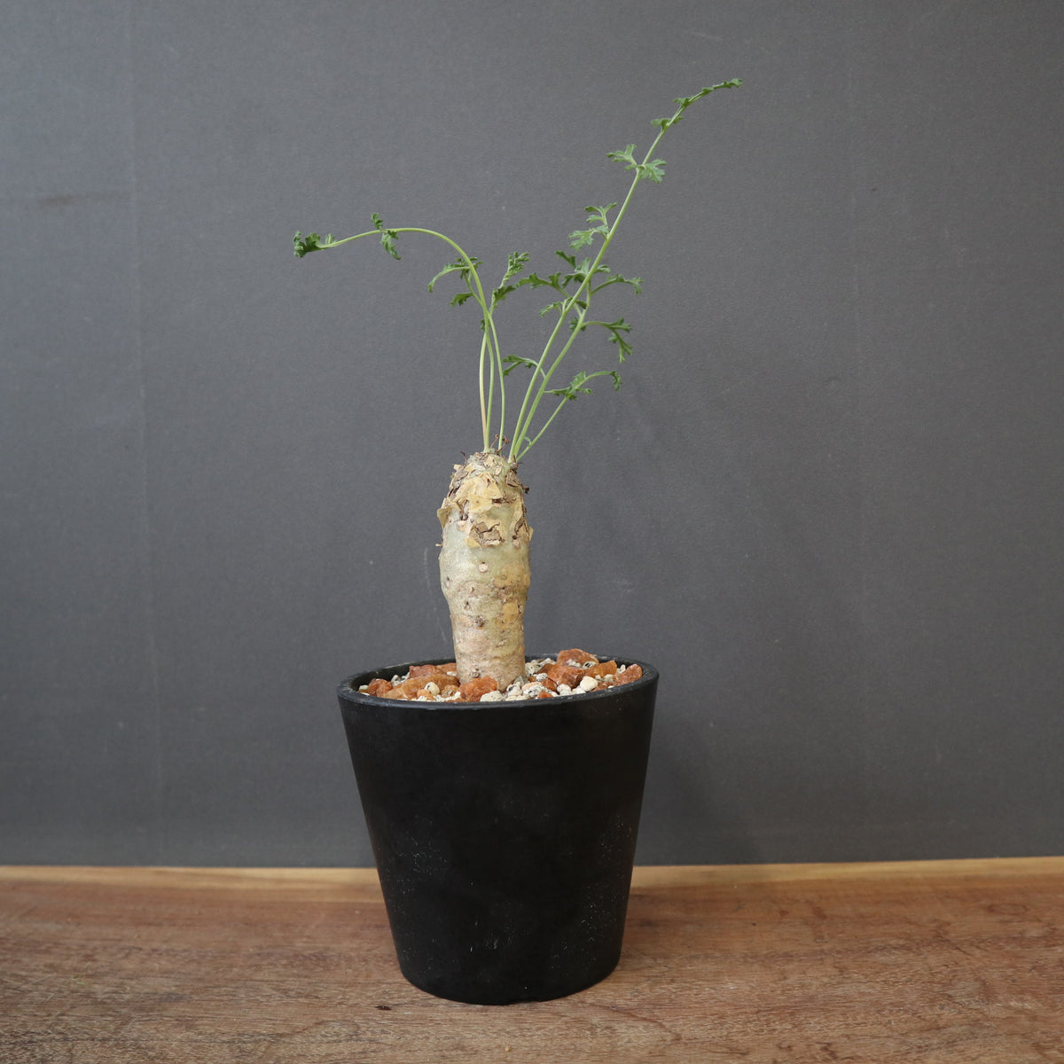 塊根植物 – 14ページ目 – TaiShoDo ONLINE SHOP