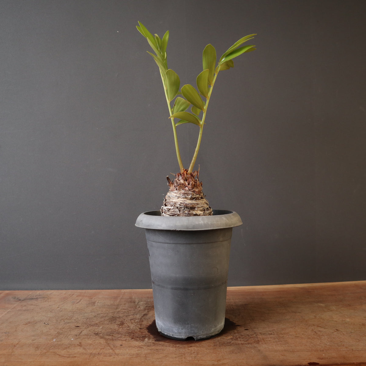 観葉植物 – TaiShoDo ONLINE SHOP