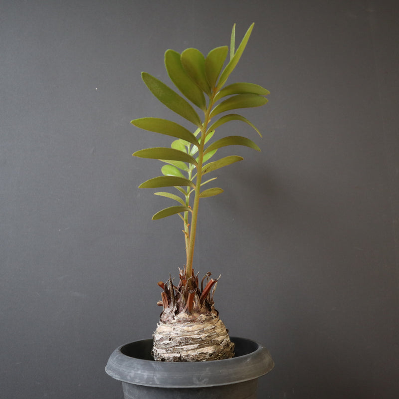 ザミア EC2691 – TaiShoDo ONLINE SHOP