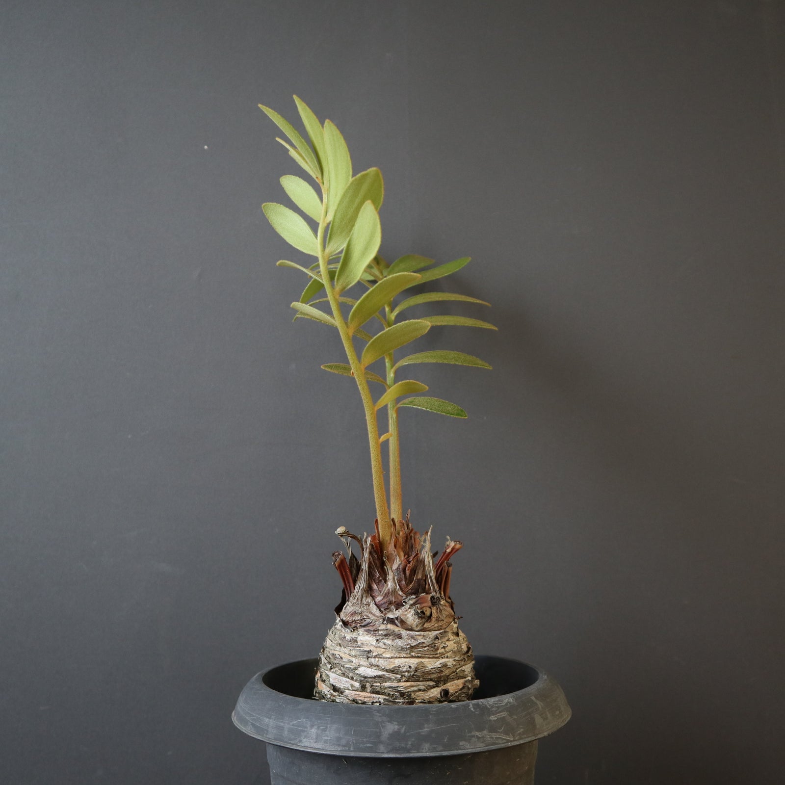 ザミア EC2691 – TaiShoDo ONLINE SHOP