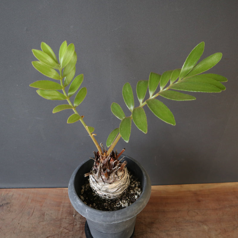 ザミア EC2691 – TaiShoDo ONLINE SHOP