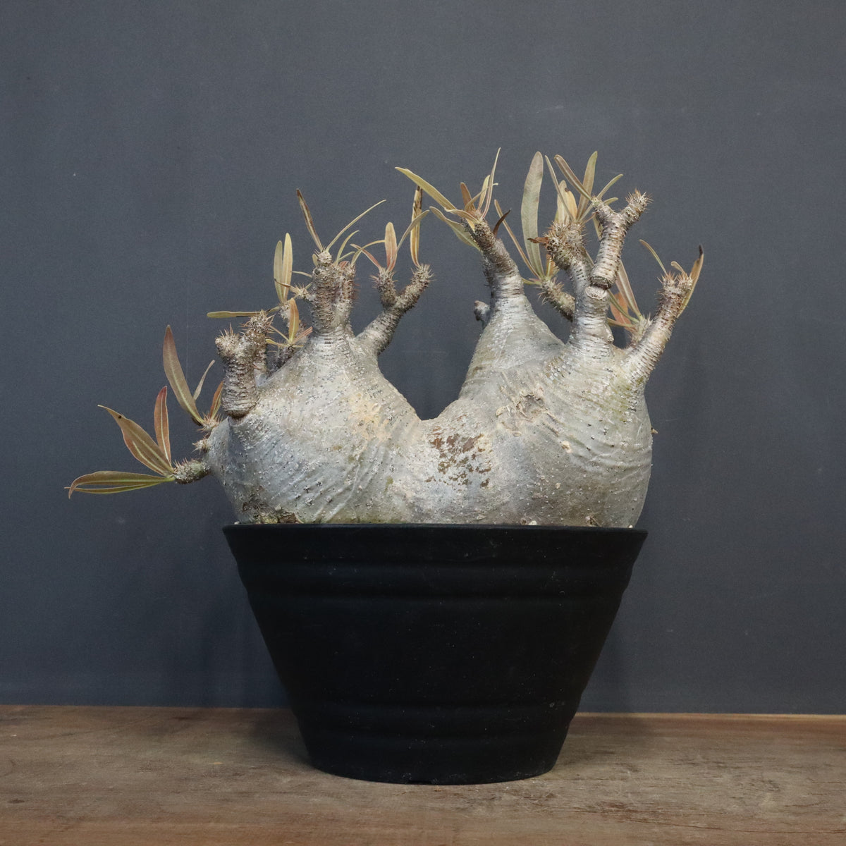 塊根植物 – TaiShoDo ONLINE SHOP