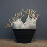 P.グラキリス 1255