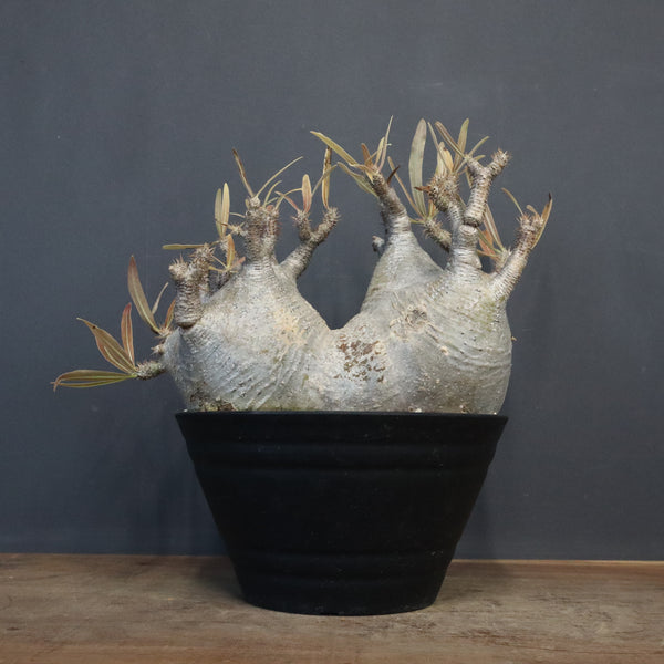 塊根植物 – 「