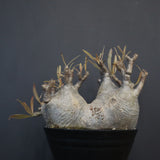 P.グラキリス 1255