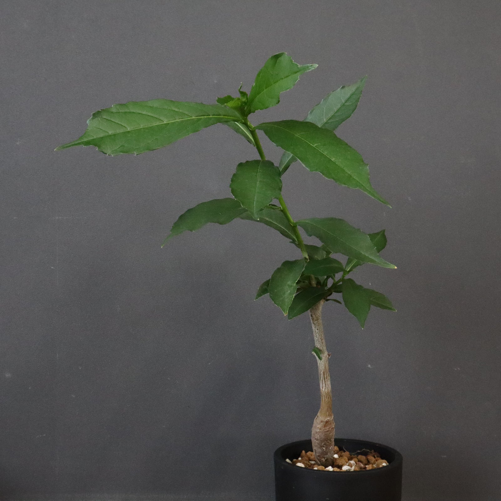 【希少】 バオバブの木 アダンソニア ディギタータ 樹齢10年以上 特大苗 楽天市場】（多肉植物）バオバブの木 アダンソニア ディギタータ 実生