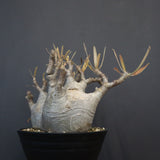 P.グラキリス 1255