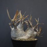 P.グラキリス 1255