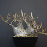 P.グラキリス 1255