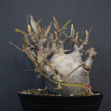 P.グラキリス 1255