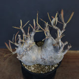 P.グラキリス 1255