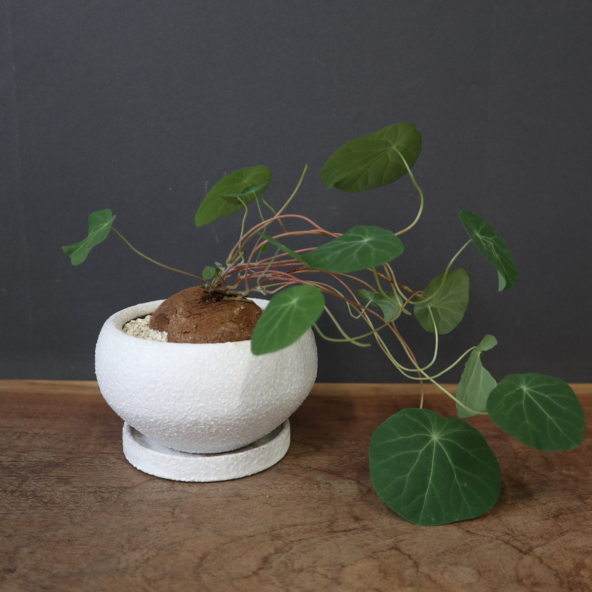塊根植物 – 19ページ目 – TaiShoDo ONLINE SHOP