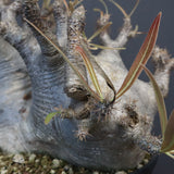 P.グラキリス 1255