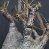 P.グラキリス 1255