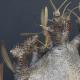 P.グラキリス 1255