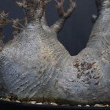 P.グラキリス 1255