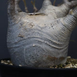 P.グラキリス 1255