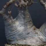 P.グラキリス 1255