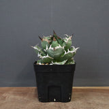 アガベ 姫厳龍 EC845