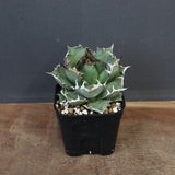 アガベ 姫厳龍 EC845