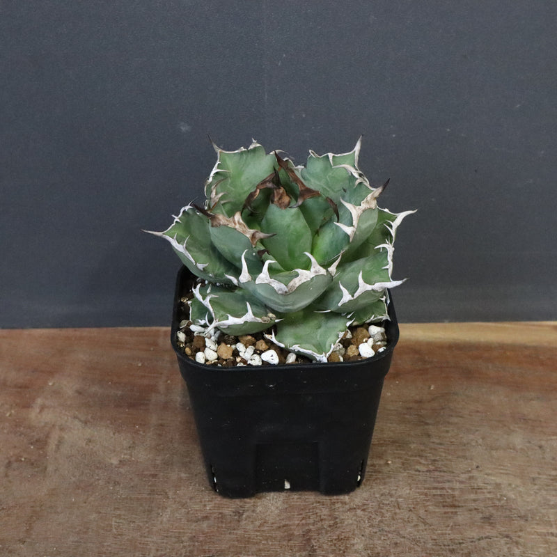 アガベ 姫厳龍 EC845