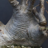 P.グラキリス 1255