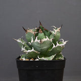 アガベ 姫厳龍 EC845