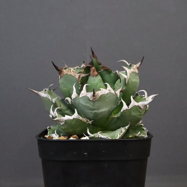 アガベ 姫厳龍 EC845