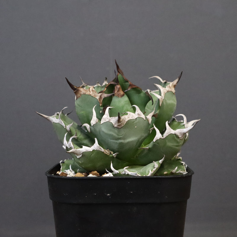 アガベ 姫厳龍 EC845