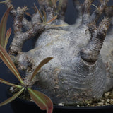 P.グラキリス 1255