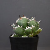 アガベ 姫厳龍 EC845