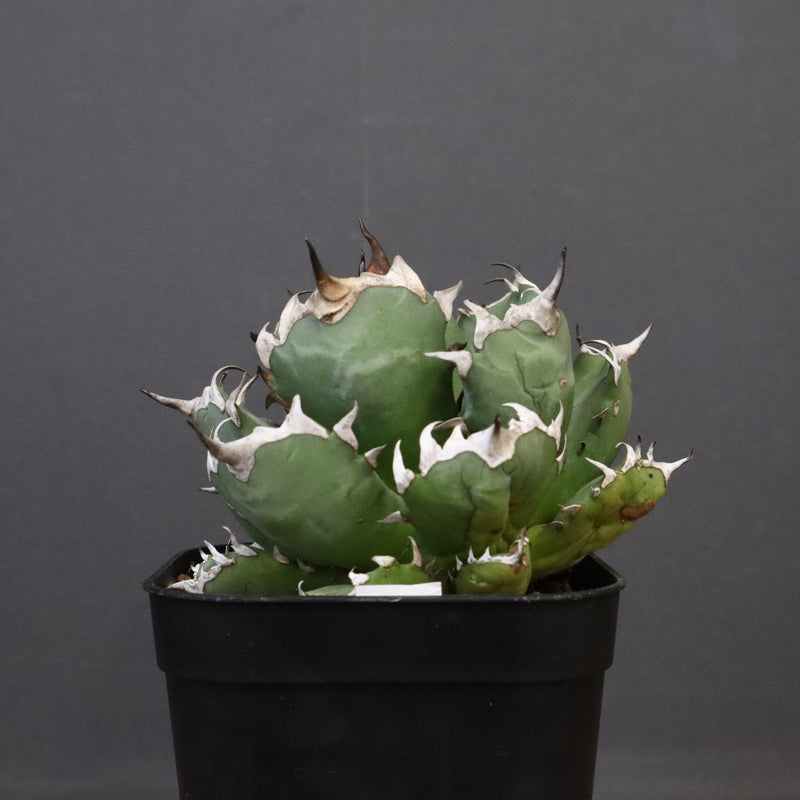 アガベ 姫厳龍 EC845