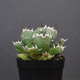 アガベ 姫厳龍 EC845