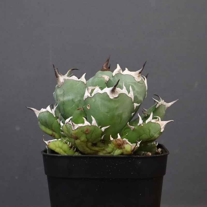 アガベ 姫厳龍 EC845