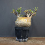 P.グラキリス 575